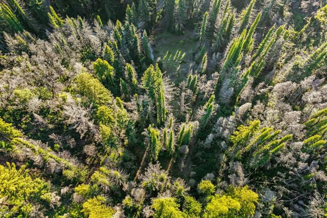 21200 Big Basin Way, Boulder Creek CA: https://media.crmls.org/mediaz/c8a2a3e7-a454-4697-8c08-6e434cc79810.jpg