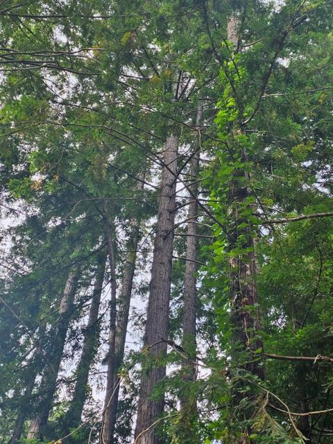 0 Garrapatos Redwood Trail, Carmel CA: https://media.crmls.org/mediaz/c8ab9197-1eed-4ae7-84aa-a3e5d096ab72.jpg