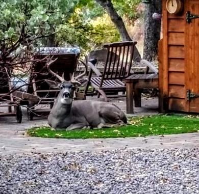 5422 Schulmeyer Gulch Road, Yreka CA: https://media.crmls.org/mediaz/c8e15e37-f90e-4d5a-819f-88d729960eaa.jpg