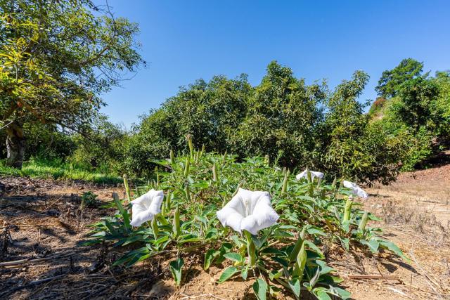 0 Wilt Road, Fallbrook CA: https://media.crmls.org/mediaz/c8e2361e-bc5c-4370-be97-93ee2084da78.jpg