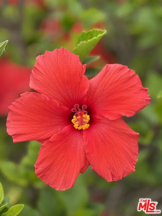 20776 Big Rock Drive, Malibu CA: https://media.crmls.org/mediaz/c9f41d8b-514d-4293-a76b-32e449da21f4.jpg