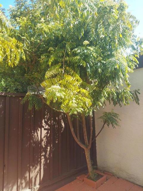 368 Serramonte Terrace, Fremont CA: https://media.crmls.org/mediaz/ca182cc0-834c-46c4-8222-e98407b42323.jpg