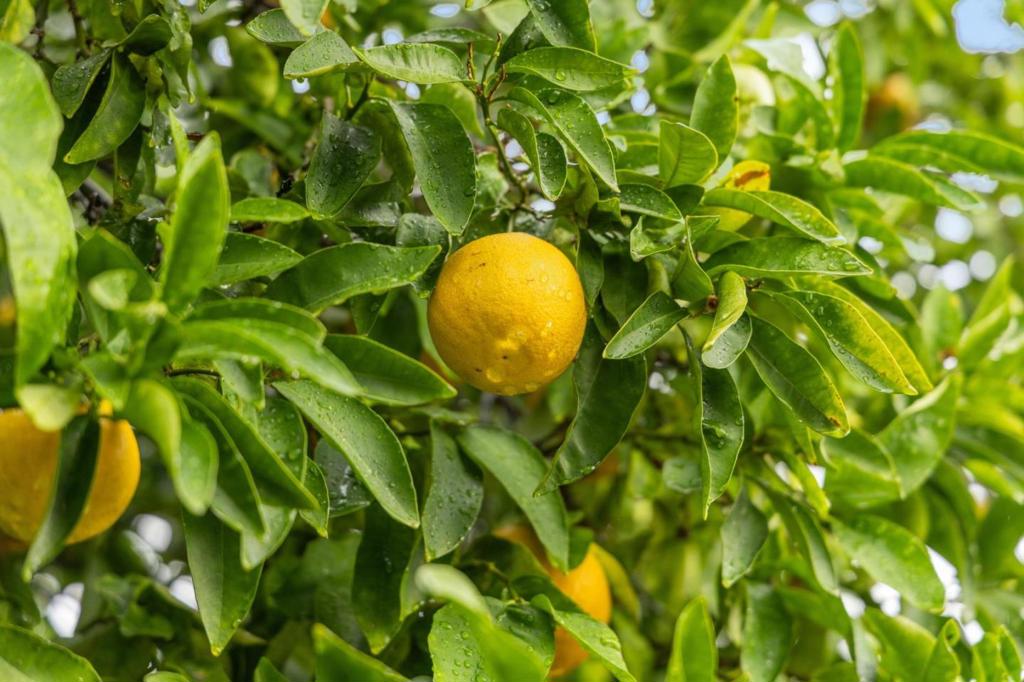 MLS #ML82027646 image #76