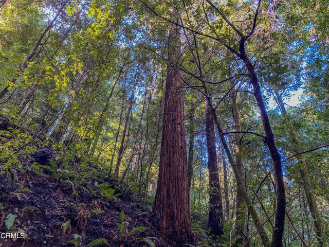 0 Irmulco Road, Willits CA: https://media.crmls.org/mediaz/cb4b4f8b-83cd-4d8d-999b-01ba880e7017.jpg