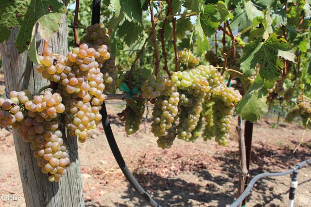 Detail Gallery Image 58 of 72 For 6150 Baja Vista Dr, Somis,  CA 93066 - 7 Beds | 5/2 Baths