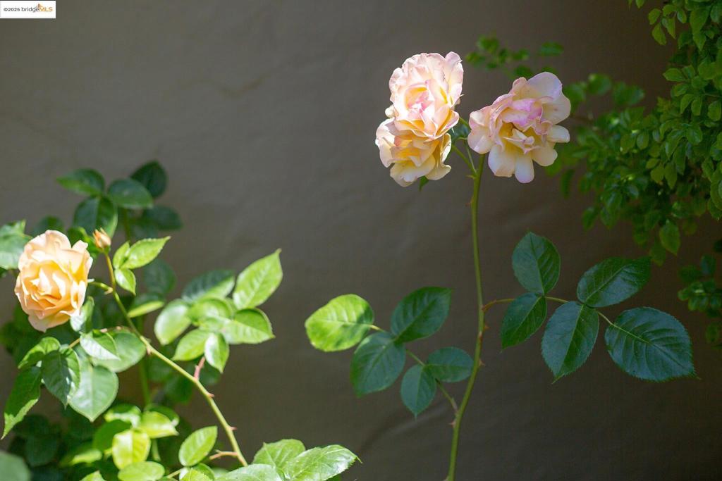 https://media.crmls.org/mediaz/cc20fa13-c190-41b8-91f8-35d9d8ffc250.jpg?preset=X-Large