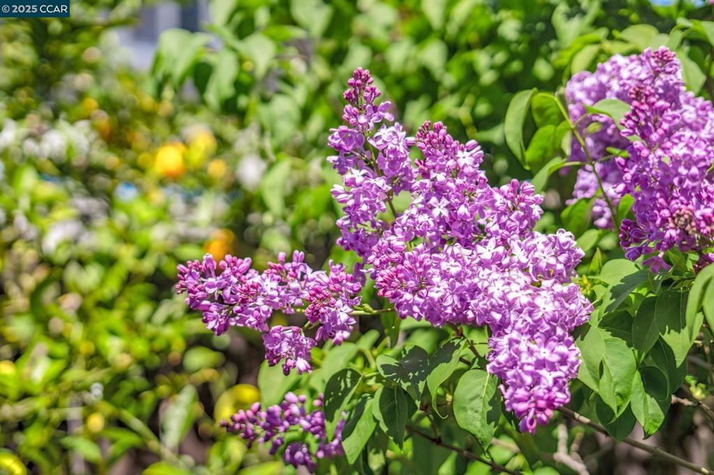 https://media.crmls.org/mediaz/ccd1d8b1-5d01-4732-be37-a22a49adf62f.jpg?preset=X-Large