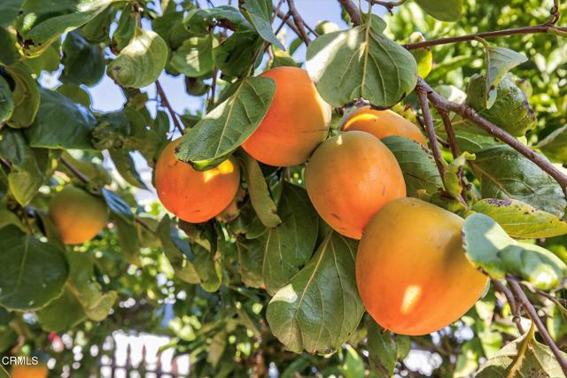 2833 Sailor Avenue, Ventura CA: https://media.crmls.org/mediaz/cd4aa2bc-5aa4-4506-997d-a09dbe4f6734.jpg