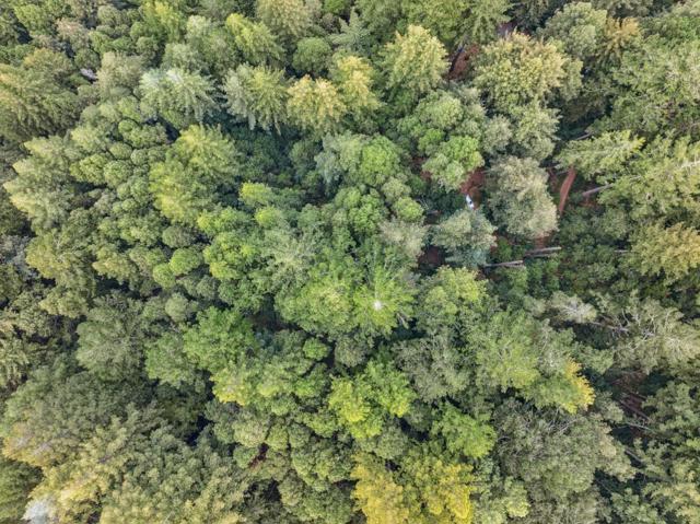 1365 Caledonia Avenue, Ben Lomond CA: https://media.crmls.org/mediaz/cd7bdc13-bef5-4591-a278-8766262fd719.jpg