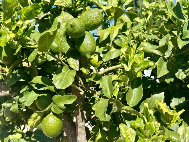 Detail Gallery Image 54 of 61 For 2445 S. Stage Coach Ln, Fallbrook,  CA 92028 - 4 Beds | 3 Baths