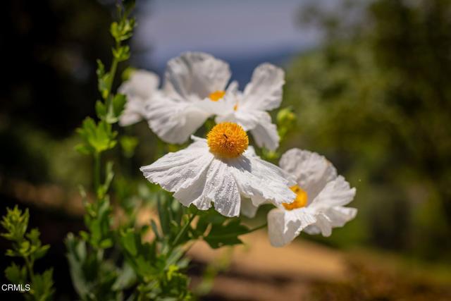 7450 Sulphur Mountain Road Road, Ojai CA: https://media.crmls.org/mediaz/ce1d66f1-27e0-44c5-bd88-b6750fd6becf.jpg