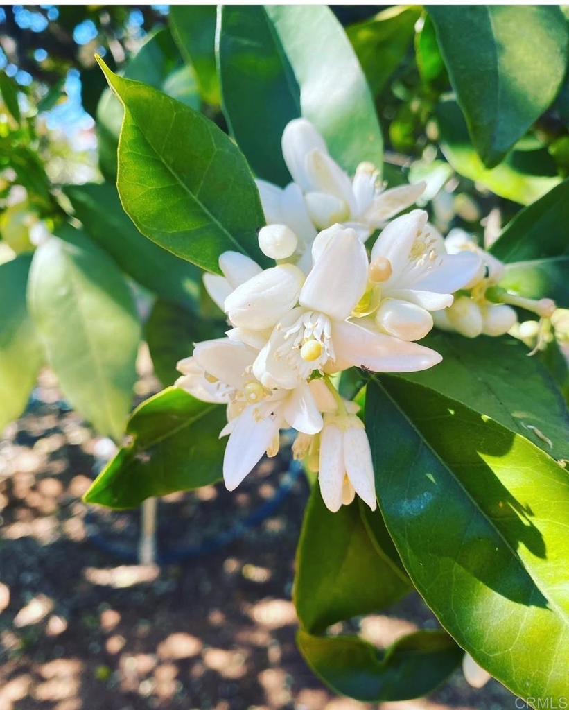 MLS #NDP2410465 image #19