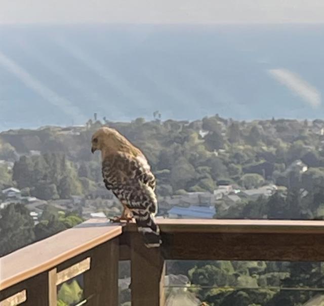 925 Skyward Drive, Aptos CA: https://media.crmls.org/mediaz/cee85179-0e17-4895-b33b-ef8313ca6b0a.jpg