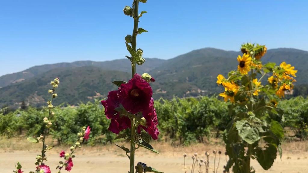 MLS #ML82023193 image #21