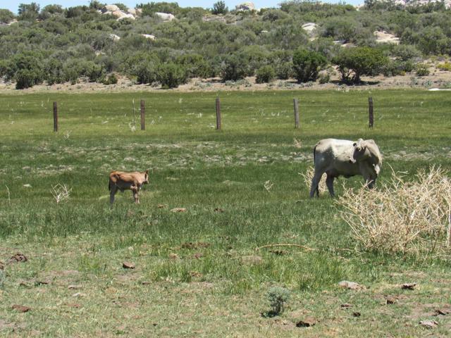 Detail Gallery Image 47 of 47 For 200 Acres Mccain Valley Rd, Boulevard,  CA 91905 - – Beds | – Baths