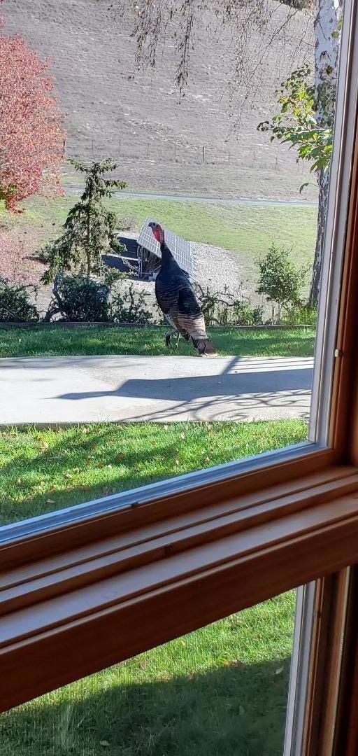 20160 Rock Springs Lane,  CA: https://media.crmls.org/mediaz/d08b3faa-3755-4f91-9263-a18d68b16c70.jpg