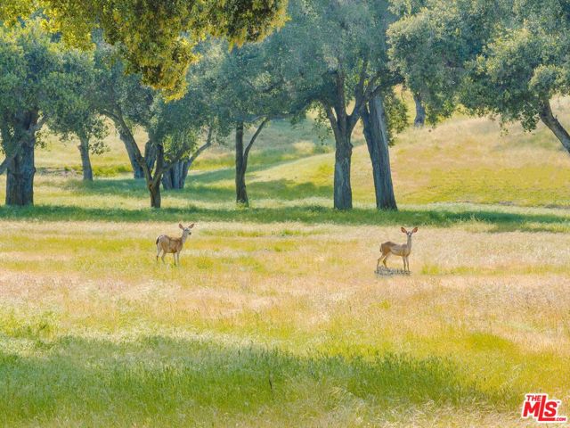 770 Limekiln Road, Hollister CA: https://media.crmls.org/mediaz/d0fc91d8-5ee4-49c5-bc19-ce84e38ad1a8.jpg