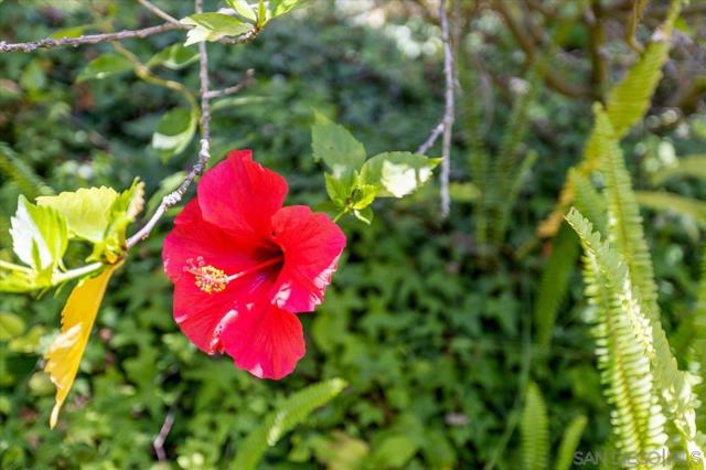 6340 Caminito Del Pastel, San Diego CA: https://media.crmls.org/mediaz/d11ab78a-2754-4e41-a150-11a2b54a2253.jpg