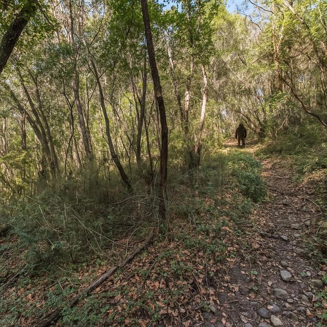 0 Madrone Avenue, Felton CA: https://media.crmls.org/mediaz/d131174a-2e4d-46d0-ac99-8e507b3cd6af.jpg