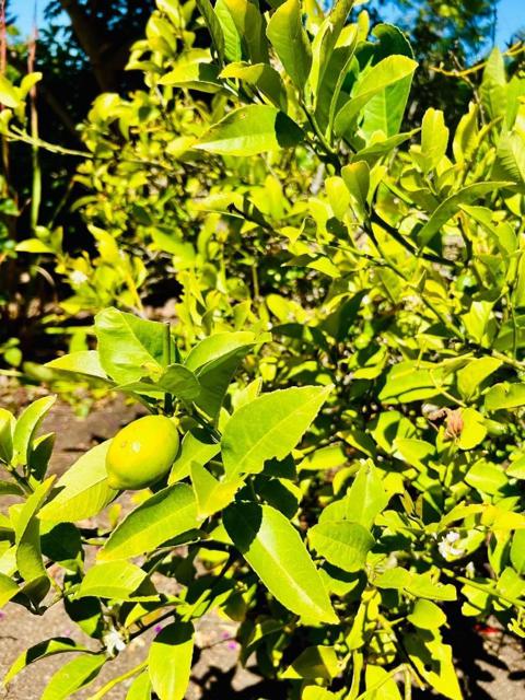 Image 16 of 24 For 520 Redwood Road