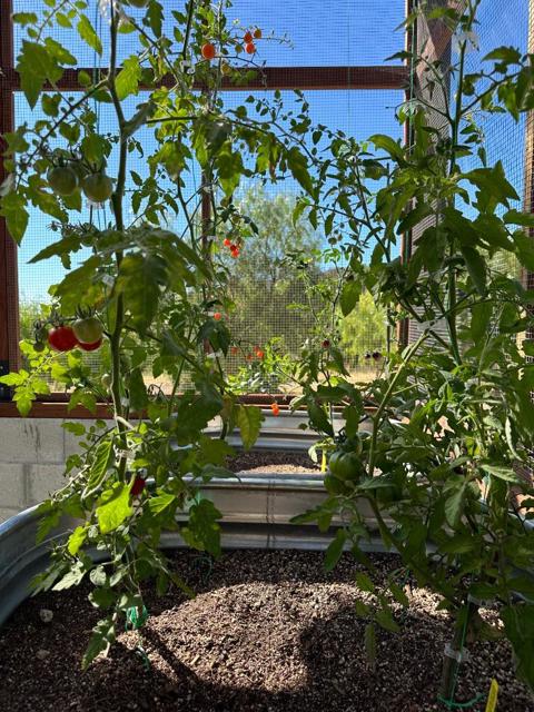 Image 43 of 55 For 17755 Corral Del Cielo Road