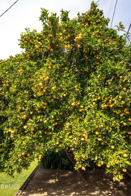 Detail Gallery Image 32 of 41 For 194 Dean Ct, Ventura,  CA 93003 - 4 Beds | 2/1 Baths