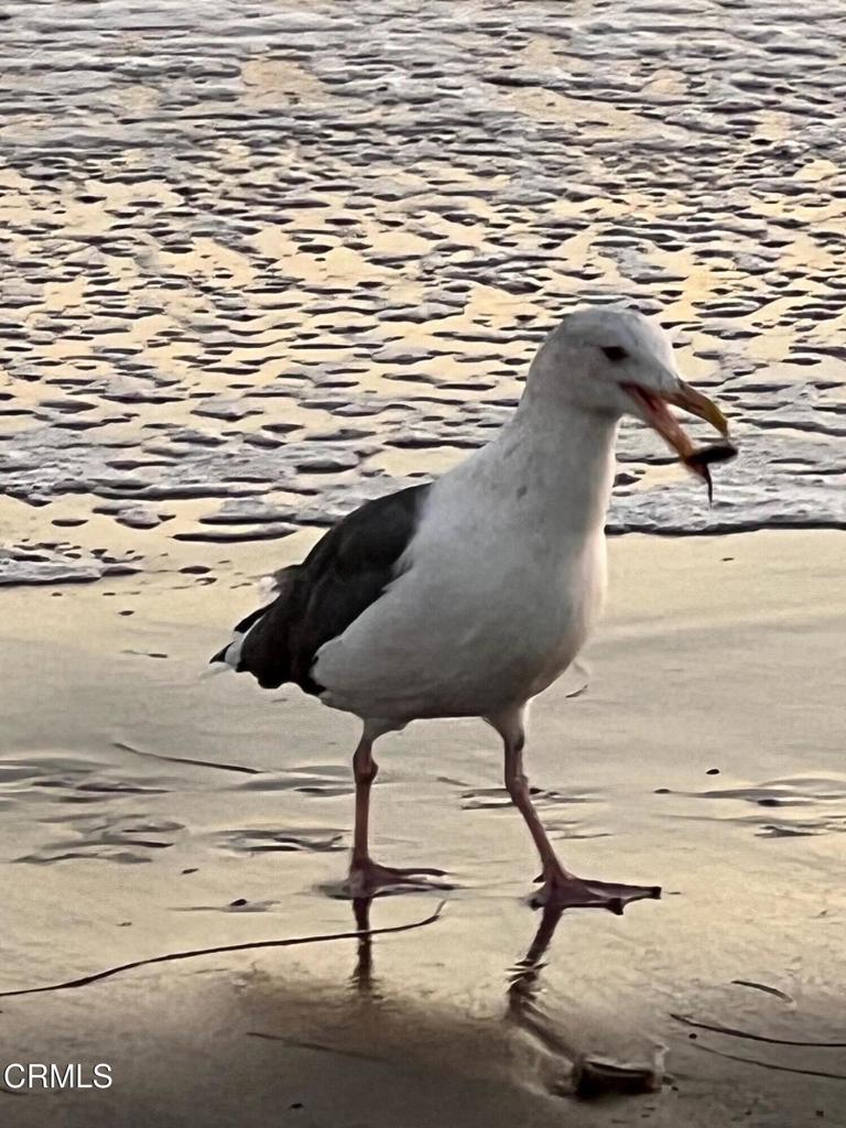 https://media.crmls.org/mediaz/d25cf210-b159-4be2-a9a3-3b910cdfbb4e.jpg?preset=X-Large