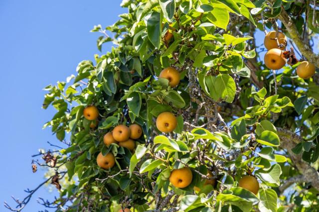 16383 Aztec Ridge Drive, Los Gatos CA: https://media.crmls.org/mediaz/d2708836-aef9-46da-9f51-ac73d6aeb831.jpg