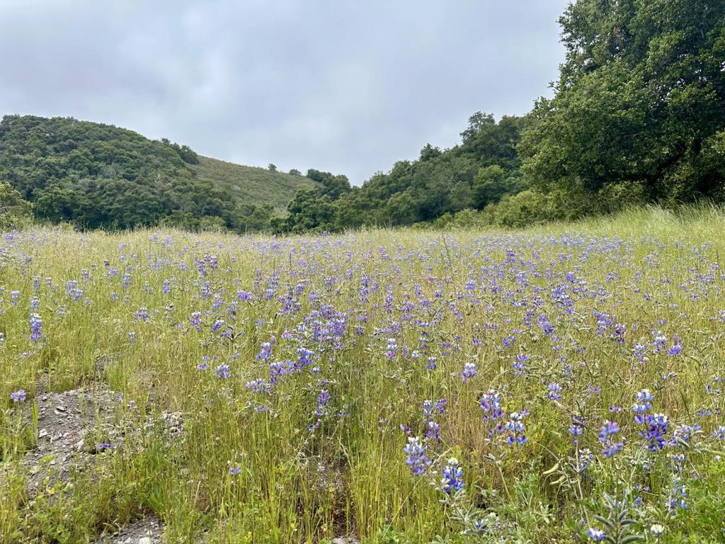 MLS #ML81977848 image #11