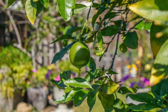 Detail Gallery Image 24 of 24 For 4533 Olive Ave, La Mesa,  CA 91942 - 2 Beds | 1 Baths