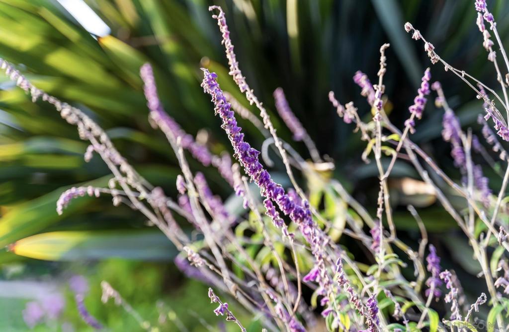 D3C92Bbe D901 4013 95E7 111Cdca8B855 451 Jolina Way, Encinitas, Ca 92024 &Lt;Span Style='BackgroundColor:transparent;Padding:0Px;'&Gt; &Lt;Small&Gt; &Lt;I&Gt; &Lt;/I&Gt; &Lt;/Small&Gt;&Lt;/Span&Gt;