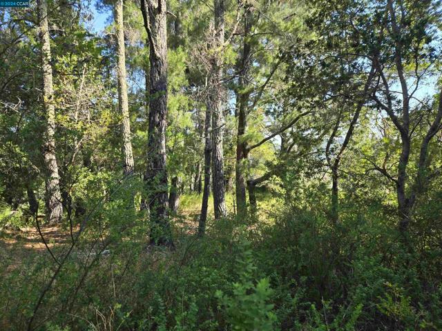 100 Black Log Rd, Kentfield CA: https://media.crmls.org/mediaz/d3d25366-b7f5-4edf-8633-def39ca8d299.jpg