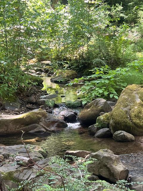 16580 Jamison Creek Road, Boulder Creek CA: https://media.crmls.org/mediaz/d3f1b0d1-d2e2-4b26-82e0-ad8062eaca9a.jpg