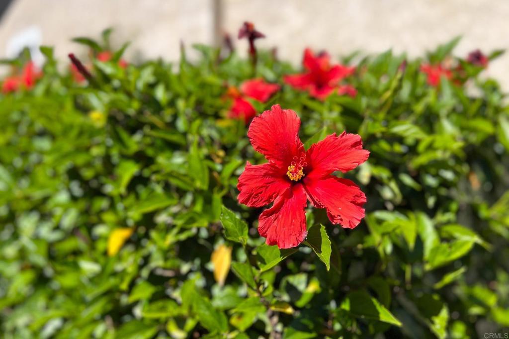https://media.crmls.org/mediaz/d4166679-e119-4293-953c-484063189fd2.jpg?preset=X-Large