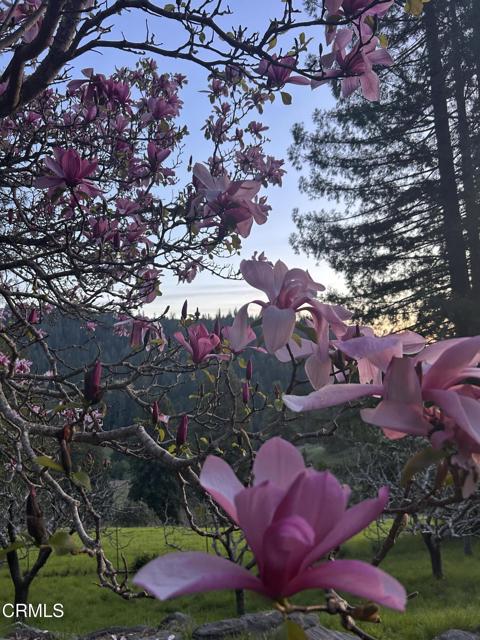 29100 Comptche Ukiah Road, Comptche, California 95427, 3 Bedrooms Bedrooms, ,2 BathroomsBathrooms,Residential,For Sale,29100 Comptche Ukiah Road,CRC1-10925