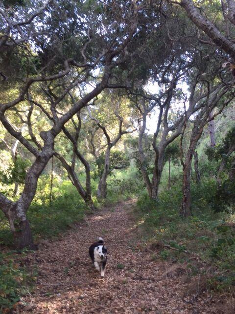 64 Marguerite (Tehama), Carmel CA: https://media.crmls.org/mediaz/d531195f-9941-484e-bb1a-c15d9b0654e9.jpg