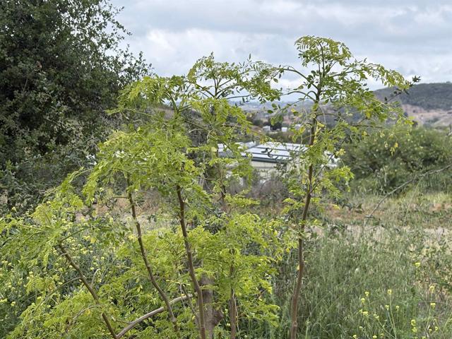 0 Santa Virginia Drive, Valley Center CA: https://media.crmls.org/mediaz/d5b248cc-d644-4b64-9bc9-d69c4da154df.jpg