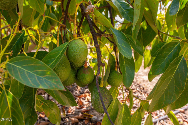 Detail Gallery Image 54 of 57 For 5275 N Creston Ln, Somis,  CA 93066 - 4 Beds | 3 Baths