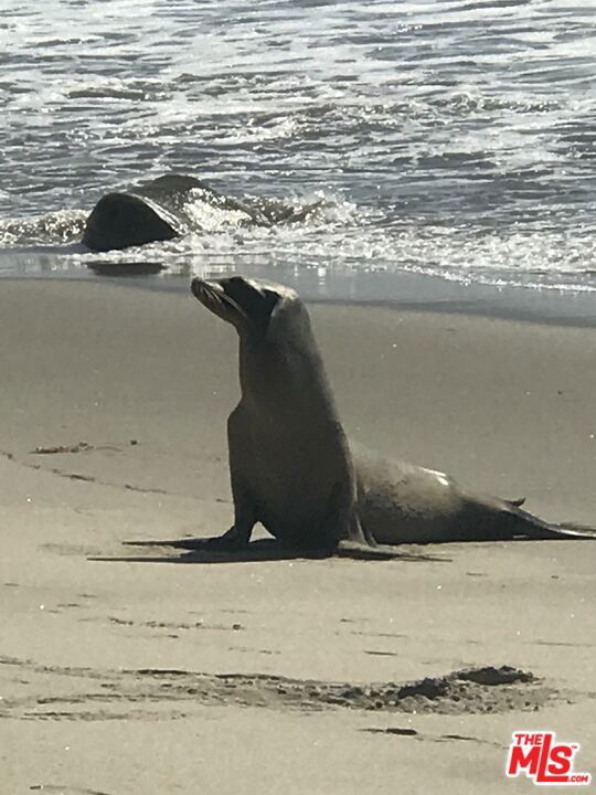 42510 Pacific Coast Highway, Malibu CA: https://media.crmls.org/mediaz/d71b575b-5a16-479f-bb1e-624b95937a0a.jpg