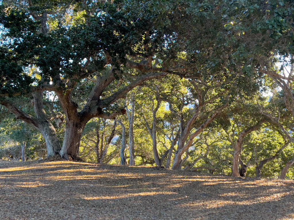 MLS #ML81990616 image #17