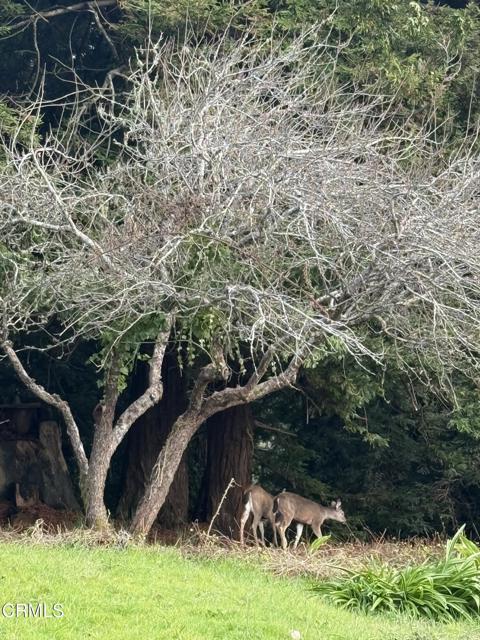 596 S Sanderson Way, Fort Bragg CA: https://media.crmls.org/mediaz/d76d59e8-2491-4a8d-8926-965010d66d9e.jpg