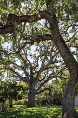 23 Bay Tree Lane, Los Altos CA: https://media.crmls.org/mediaz/d7789ba4-61d2-44df-b14a-934b115487d0.jpg