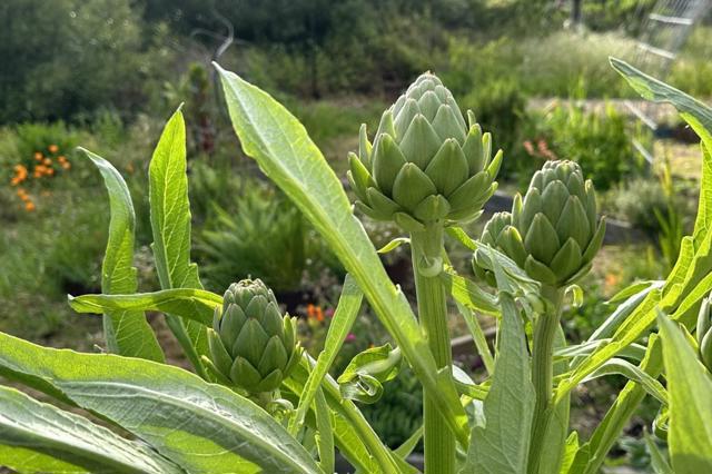 122 Strawberry Canyon Road,  CA: https://media.crmls.org/mediaz/d7a26709-6399-44c5-8aa3-b74dee983675.jpg