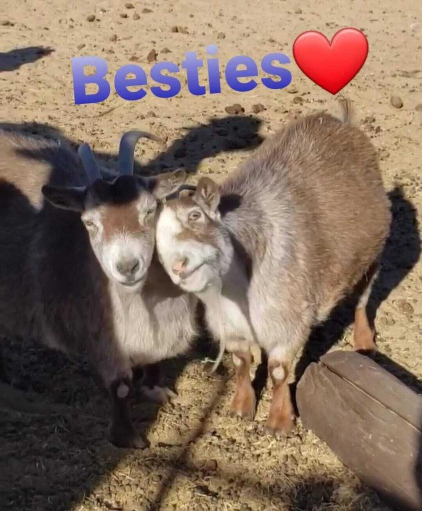 MLS #219138603PS image #22