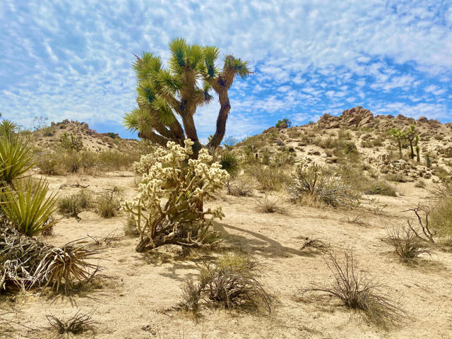 104 Bandera Road, Yucca Valley CA: https://media.crmls.org/mediaz/d842de12-662a-467b-bdbe-fd7ba0f2f583.jpg