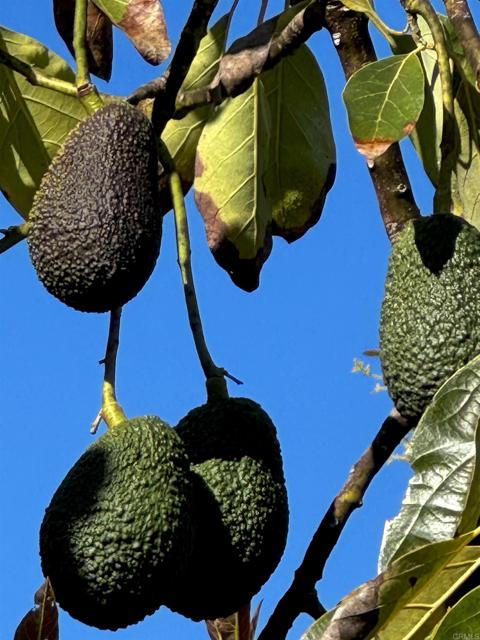 Detail Gallery Image 23 of 35 For 2702 Country Club Dr, Escondido,  CA 92029 - 4 Beds | 3 Baths