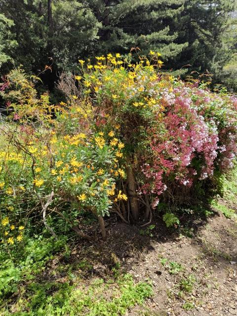 1380 Amaya Ridge Road, Soquel CA: https://media.crmls.org/mediaz/d9b33c1d-23a9-4293-8b6f-fcb73a4c4418.jpg