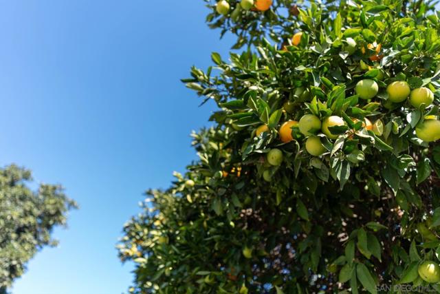 4141 Palomar Drive, Fallbrook CA: https://media.crmls.org/mediaz/d9c7df86-e484-42bd-a394-a5c3ea7941a3.jpg