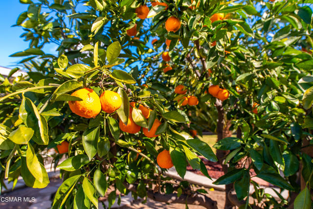 Fruit Trees