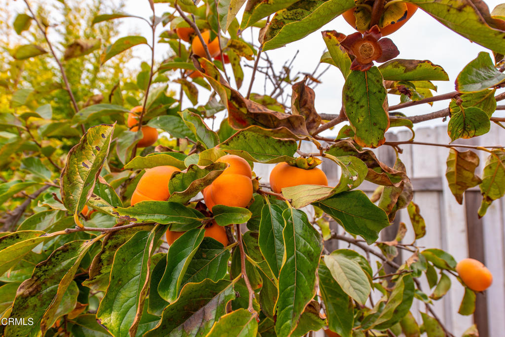 MLS #V1-33412 image #30